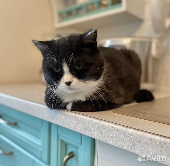 Кошка в добрые ручки