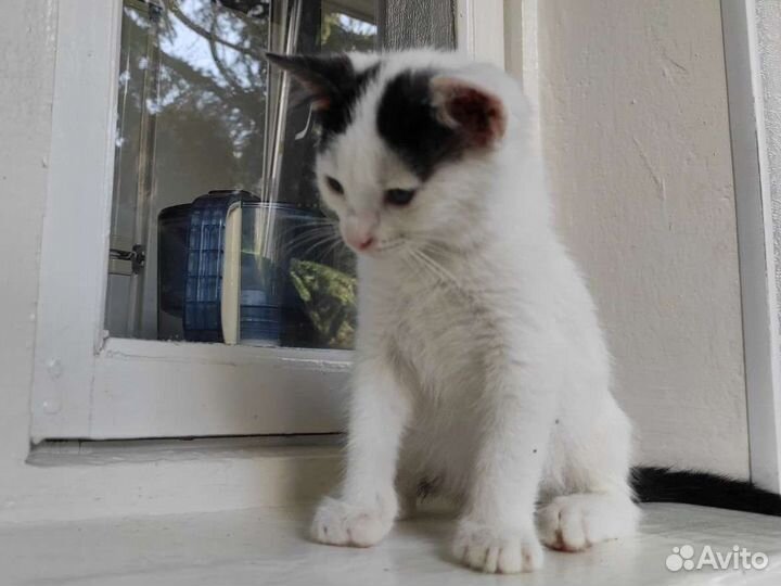 Котенок маленький черно-белый в дар добрые руки