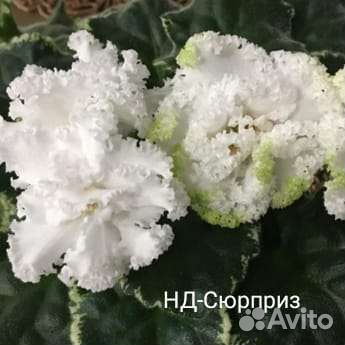 Фиалки черенки