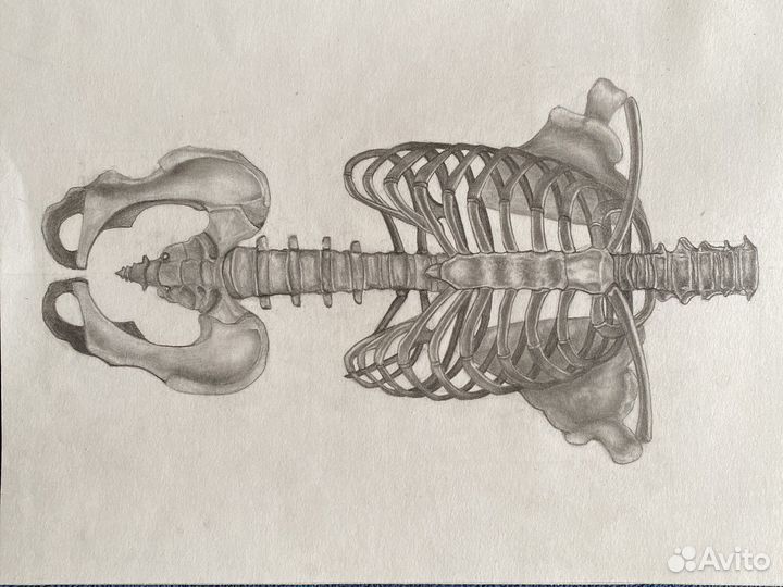 Рисунок / скилет человек