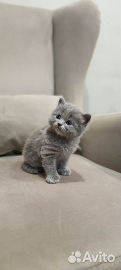 Продам шотландских котят