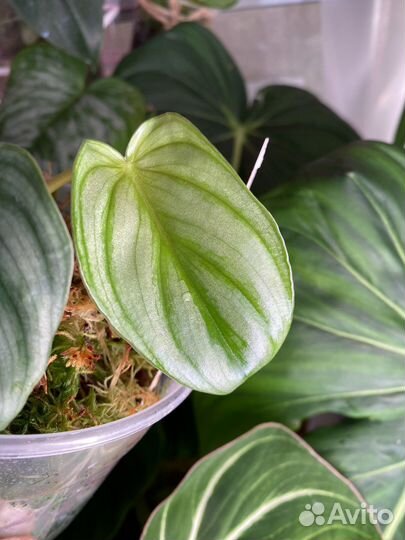 Комнатные растения