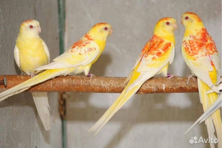 Певчие попугаи и другие