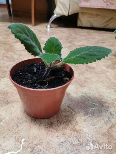 Цветы глоксиния