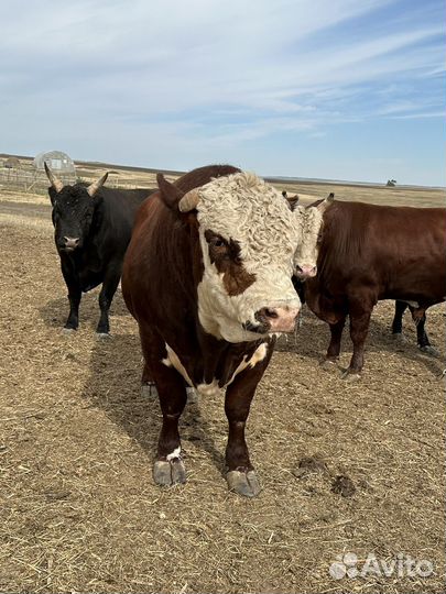Быки герефорд на племя