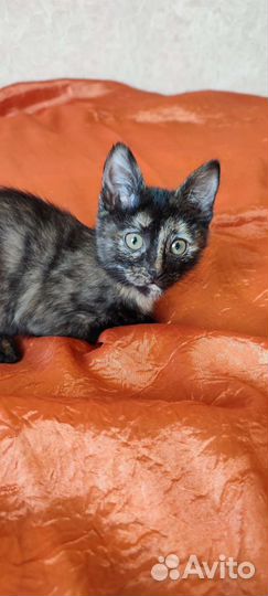Котенок Люся