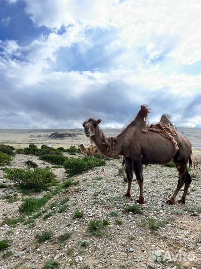 Тур Алтай 6 дней