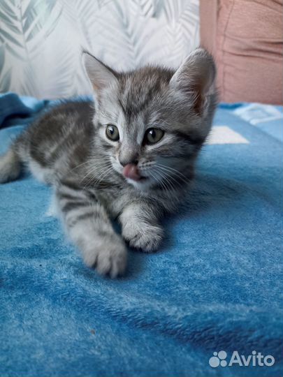 Отдам котенка в добрые руки. Мальчик