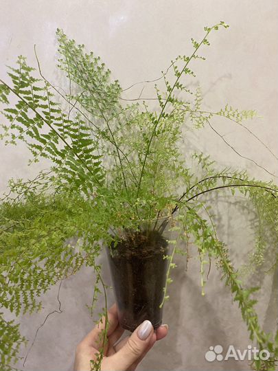 Папоротник