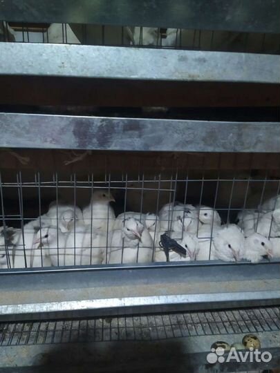 Перепелки несушки