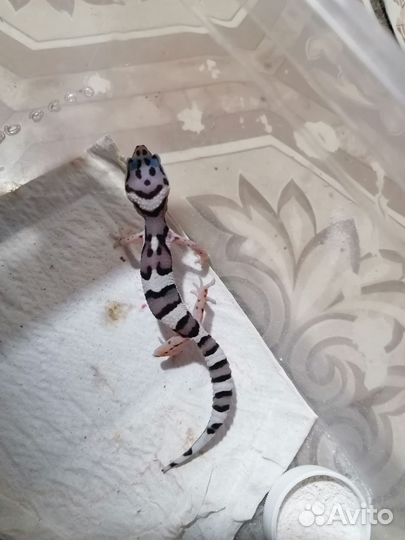 Геккон эублефар