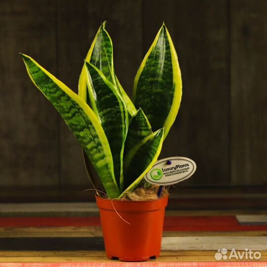 Сансевиерия Футура Суперба 30/12