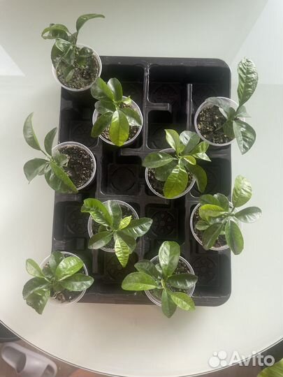 Продам саженцы лимона