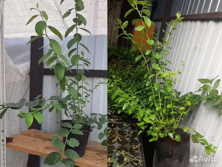 Саженцы голубики