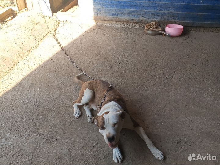 Стафф терьера ище невеста