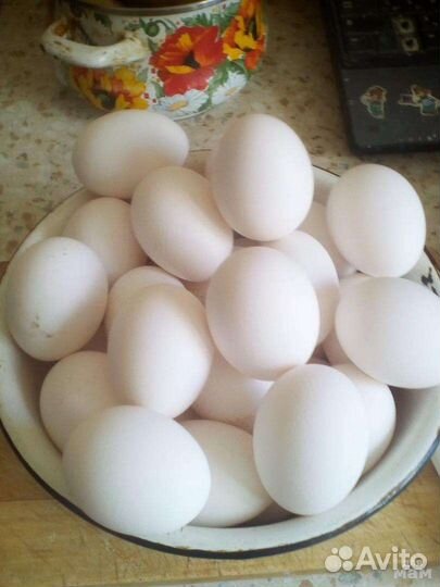 Домашние куриные яйца