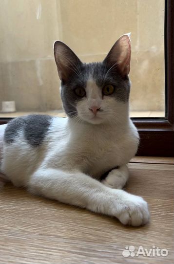 Кошечка в добрые руки