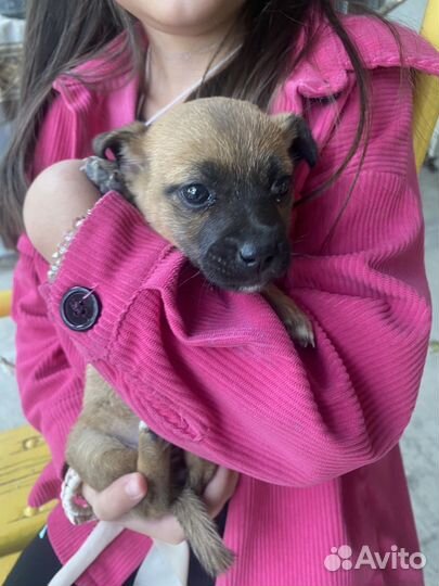 Щенок, девочка