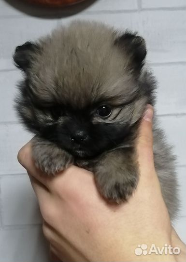 Щеночки шпица