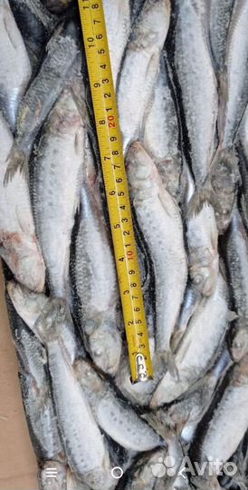 Форель, Сёмга