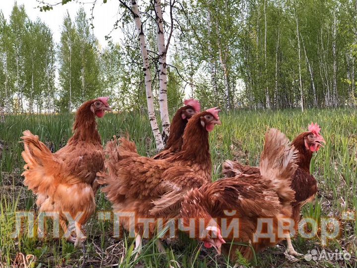 Куры молодки несушки