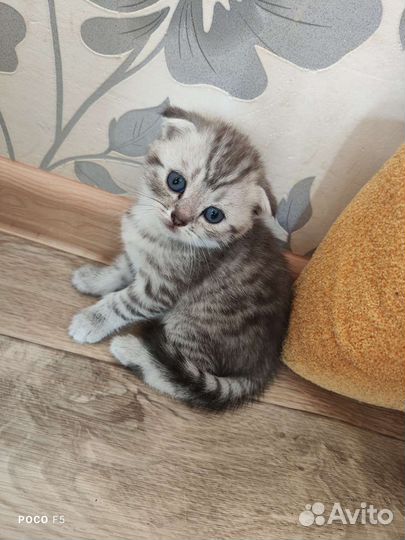 Шотландская