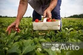 Сбор урожая/вахта