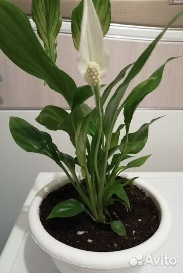 Спатифиллум