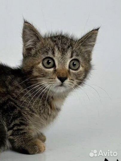 Котик в добрые руки