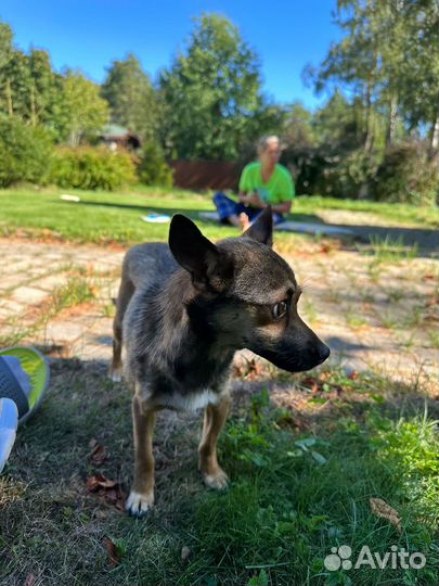 Собака в добрые руки