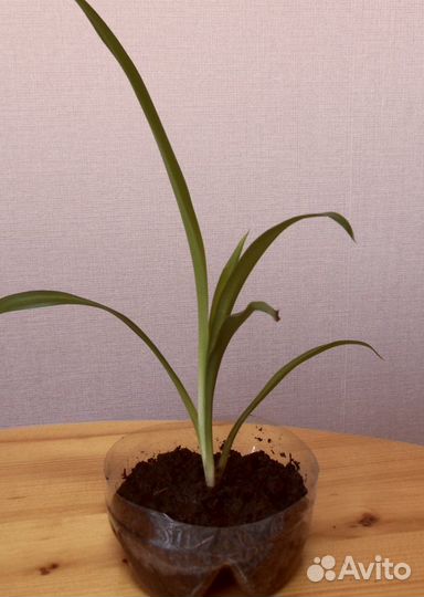 Хлорофитум