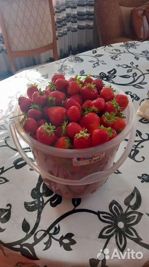 Рассада клубники