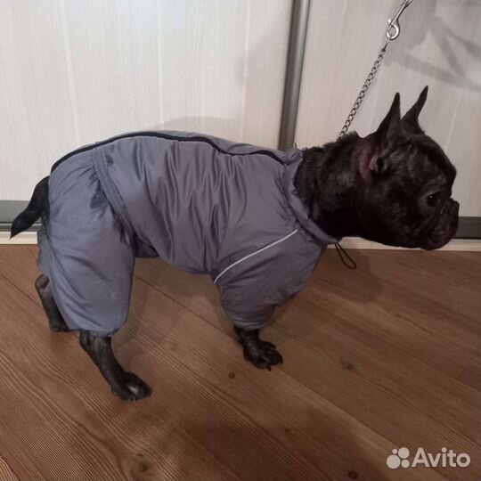 Комбинезоны и куртки для собак. На все породы