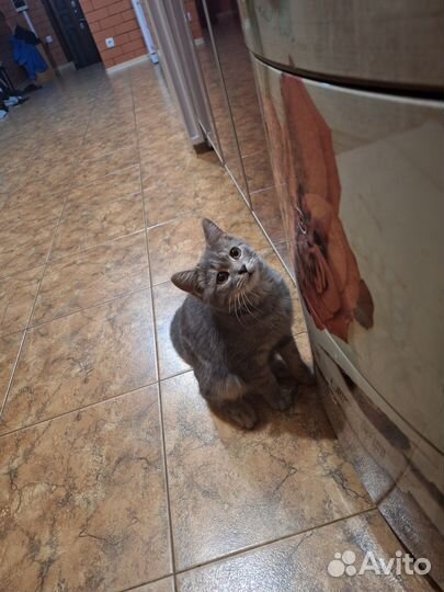 Продаётся кот породистый