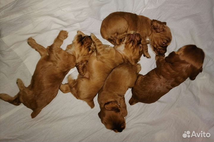 Английский кокер спаниель