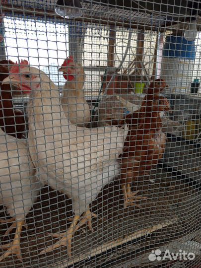 Куры молодки несушки