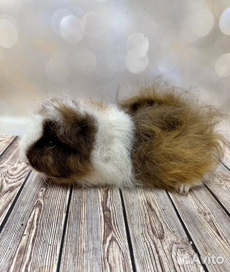 Морская свинка пушистая