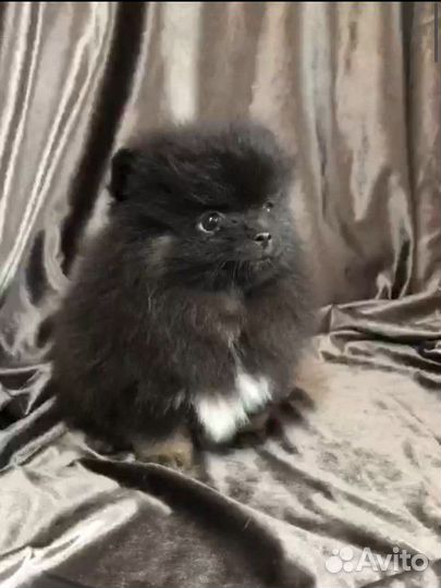 Померанский шпиц мальчик