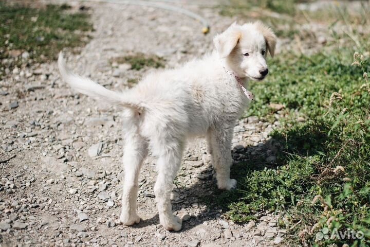 Белый щенок в добрые руки