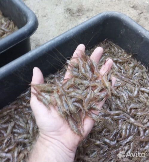 Креветки черноморские. Креветки Новороссийск