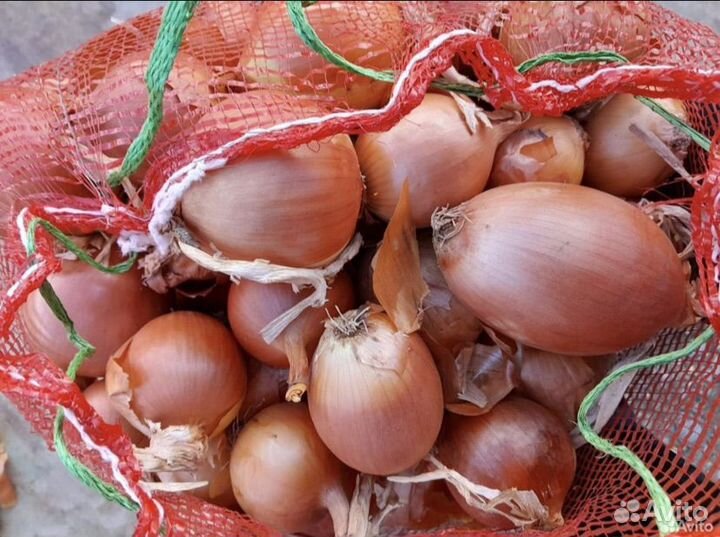Лук репчатый оптом