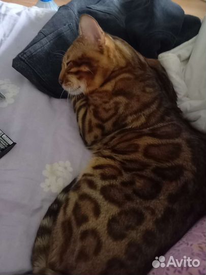 Бенгальский кот вязка