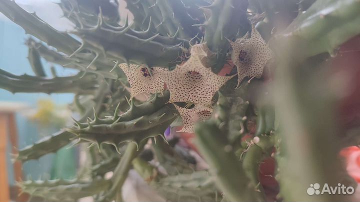 Huernia luteola