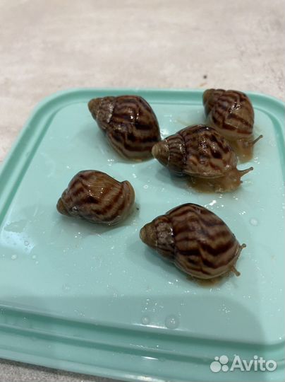 Улитка ахатина Иммакулята