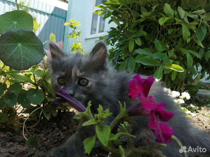 Котята, девочки, 2 месяца