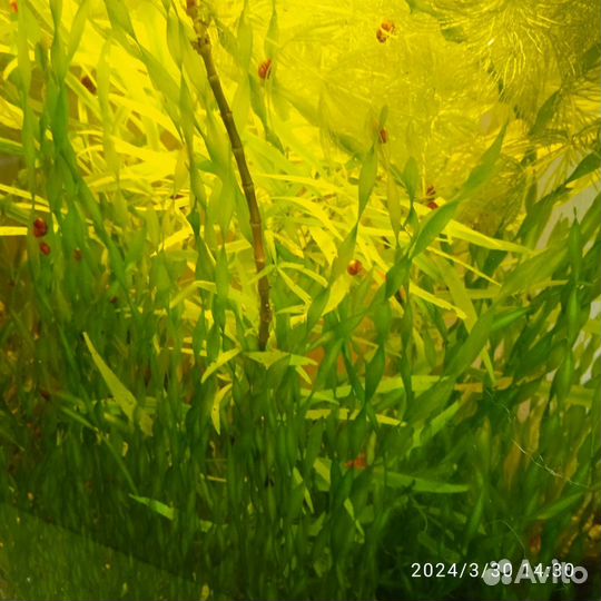 Водоросли для аквариума