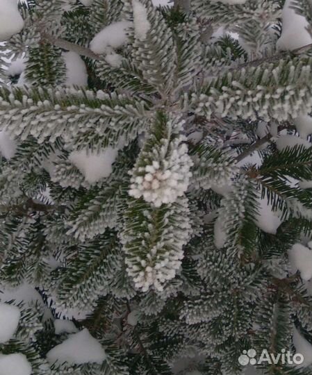 Пихта корейская 130 - 160 см