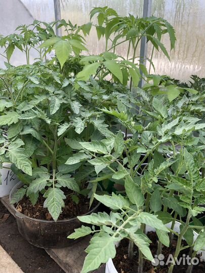 Продаю рассаду Перца Сладкого и Помидор