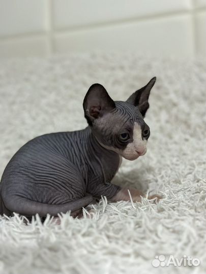 Канадский сфинкс