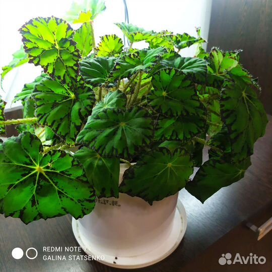 Бегония декоративно лиственная